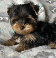 Sunny’s Boy, a male Yorkshire Terrier for sale in Center City, MN – Photo 4 of 5