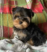 Sunny’s Boy, a male Yorkshire Terrier for sale in Center City, MN – Photo 5 of 5