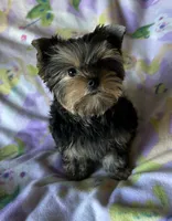Rosie’s Girl, a female Yorkshire Terrier for sale in Center City, MN – 2 of 5