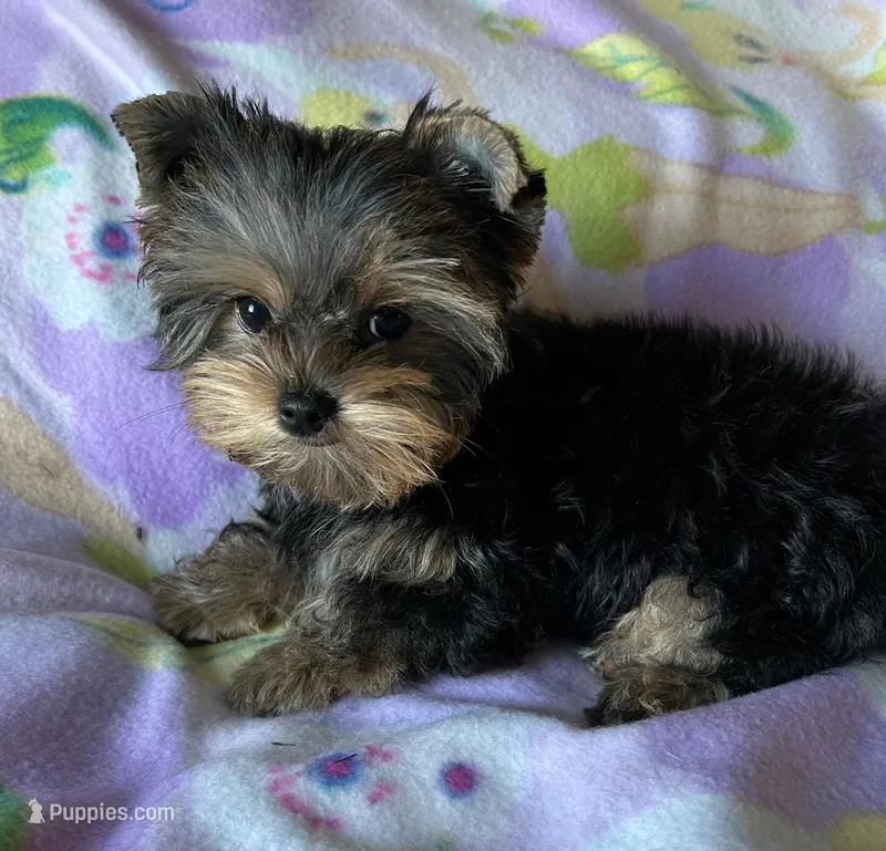 Rosie’s Girl – Yorkshire Terrier puppy for sale in Center City, MN
