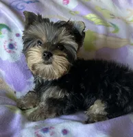 Rosie’s Girl, a female Yorkshire Terrier for sale in Center City, MN – 4 of 5