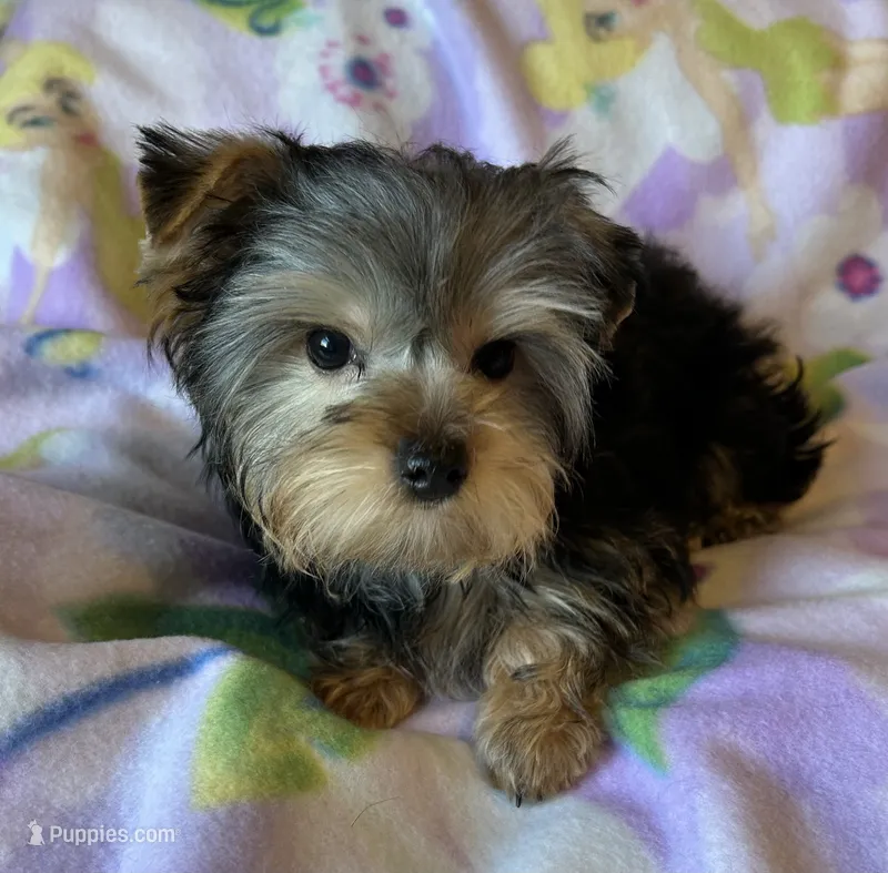 Sunny’s Girl – Yorkshire Terrier puppy for sale in Center City, MN