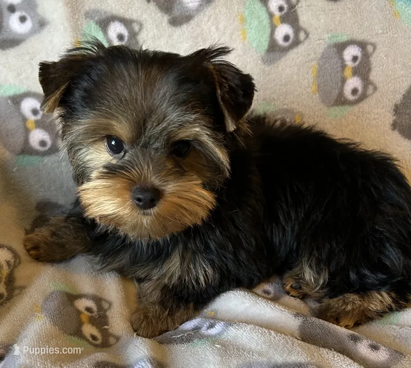 Sunny’s Boy – Yorkshire Terrier puppy for sale in Center City, MN