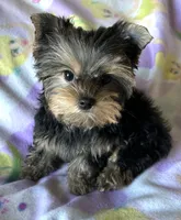 Rosie’s Girl, a female Yorkshire Terrier for sale in Center City, MN – 3 of 5