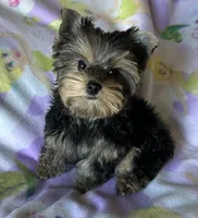 Rosie’s Girl, a female Yorkshire Terrier for sale in Center City, MN – 5 of 5