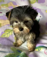 Sunny’s Girl, a female Yorkshire Terrier for sale in Center City, MN – Photo 1 of 5
