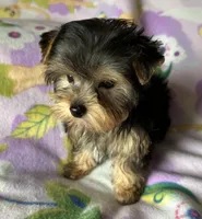 Sunny’s Girl, a female Yorkshire Terrier for sale in Center City, MN – Photo 2 of 5