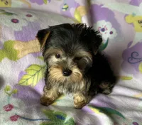 Sunny’s Girl, a female Yorkshire Terrier for sale in Center City, MN – Photo 3 of 5