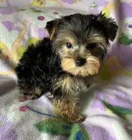 Sunny’s Girl, a female Yorkshire Terrier for sale in Center City, MN – Photo 5 of 5