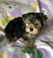 Sunny’s Girl, a female Yorkshire Terrier for sale in Center City, MN – Photo 4 of 5