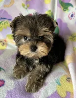 Rosie’s Girl, a female Yorkshire Terrier for sale in Center City, MN – Photo 4 of 5