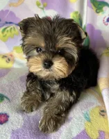 Rosie’s Girl, a female Yorkshire Terrier for sale in Center City, MN – Photo 2 of 5