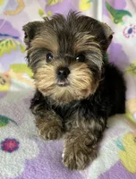 Rosie’s Girl, a female Yorkshire Terrier for sale in Center City, MN – Photo 5 of 5