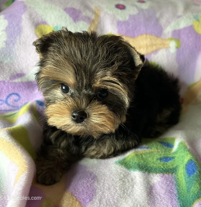 Rosie’s Girl – Yorkshire Terrier puppy for sale in Center City, MN