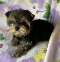 Rosie’s Girl, a female Yorkshire Terrier for sale in Center City, MN – Photo 3 of 5