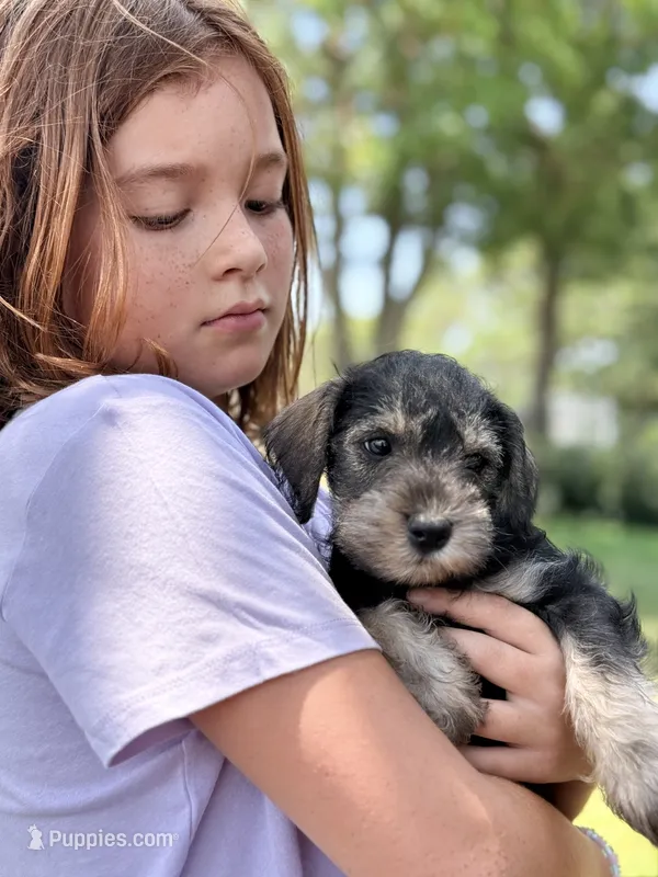 Bullet – Miniature Schnauzer puppy for sale in Kerrville, TX