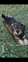 Bullet, a male Miniature Schnauzer for sale in Kerrville, TX – 4 of 4