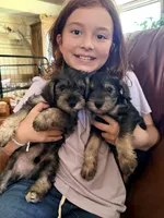 Bullet, a male Miniature Schnauzer for sale in Kerrville, TX – 2 of 4