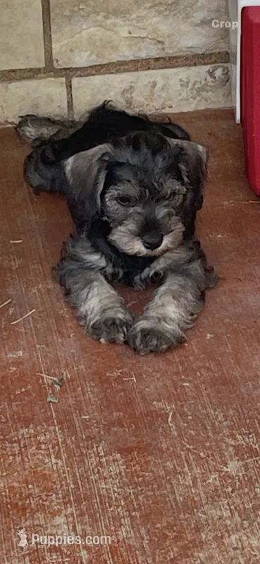 Arrow – Miniature Schnauzer puppy for sale in Kerrville, TX
