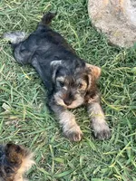 Bullet, a male Miniature Schnauzer for sale in Kerrville, TX – 3 of 4
