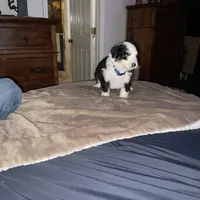 Shooter (blue), a male Sheepadoodle for sale in Rock Spring, GA – Photo 1 of 4