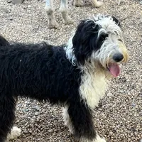 Shooter (blue), a male Sheepadoodle for sale in Rock Spring, GA – Photo 4 of 4
