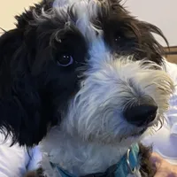 Shooter (blue), a male Sheepadoodle for sale in Rock Spring, GA – Photo 3 of 4