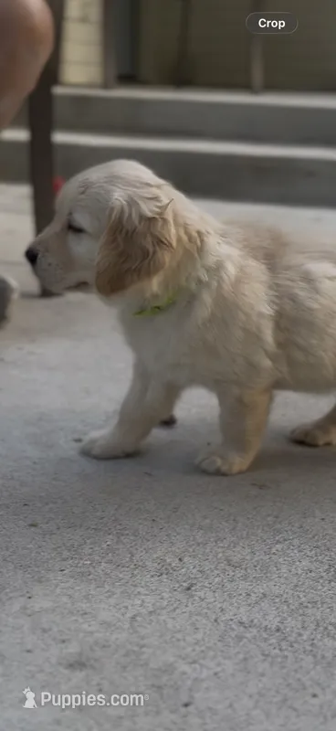 Jack – Golden Retriever puppy for sale in Colorado Springs, CO