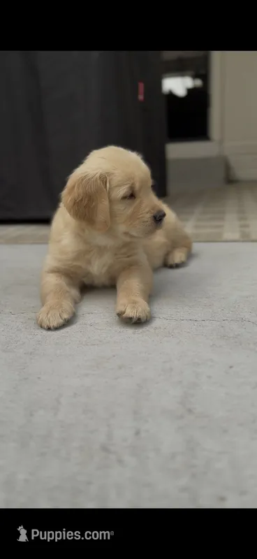 Rusty – Golden Retriever puppy for sale in Colorado Springs, CO