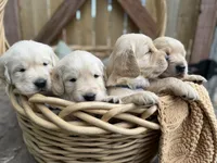 Jack, a male Golden Retriever for sale in Colorado Springs, CO – 2 of 3