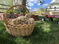 Rusty, a male Golden Retriever for sale in Colorado Springs, CO – 3 of 4