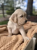 Rusty, a male Golden Retriever for sale in Colorado Springs, CO – 4 of 4