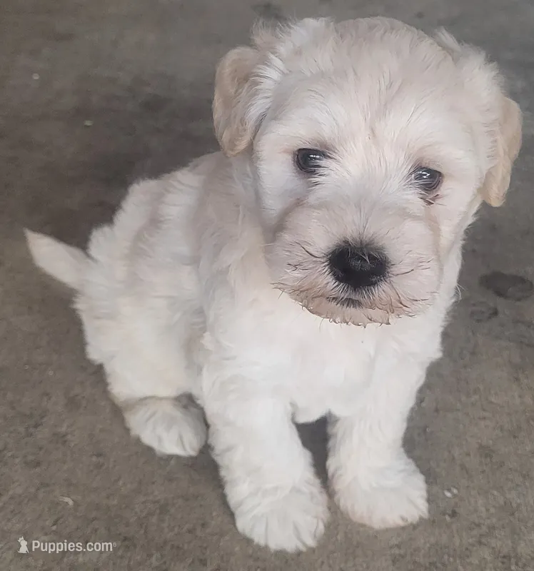 White Fluffy Puppy – Miniature Schnauzer, Pumi puppy for sale in Whittier, CA