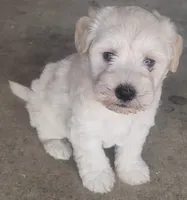 White Fluffy Puppy, a male Miniature Schnauzer and Pumi for sale in Whittier, CA – 1 of 1