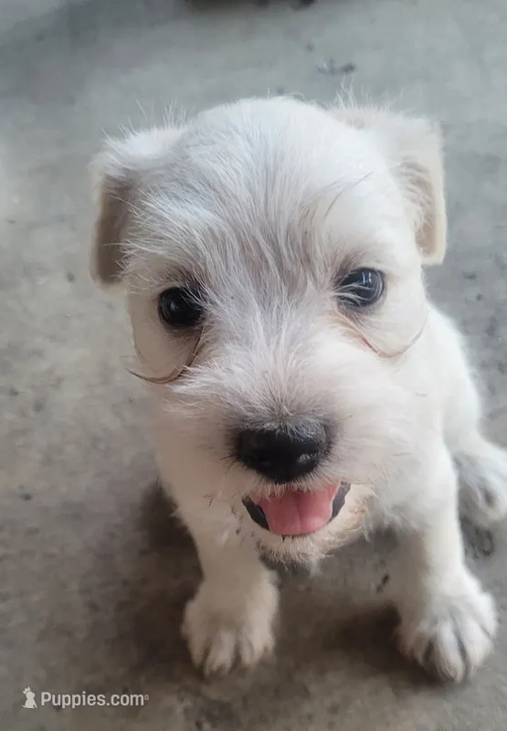 White Short Haired Puppy – Miniature Schnauzer, Pumi puppy for sale in Whittier, CA