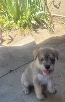 Brown Short Haired Puppy, a female Miniature Schnauzer and Pumi for sale in Whittier, CA – 1 of 1