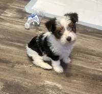 Mae Mae, a female Yorkshire Terrier for sale in Memphis, TN – 7 of 8