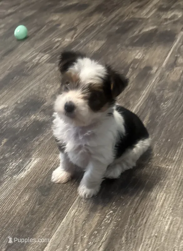 Mae Mae – Yorkshire Terrier puppy for sale in Memphis, TN