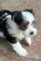 Mae Mae, a female Yorkshire Terrier for sale in Memphis, TN – 2 of 8