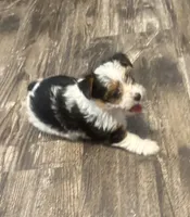 Mae Mae, a female Yorkshire Terrier for sale in Memphis, TN – 6 of 8