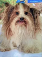 Mae Mae, a female Yorkshire Terrier for sale in Memphis, TN – 3 of 8