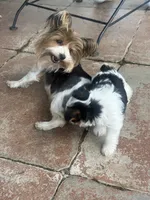 Mae Mae, a female Yorkshire Terrier for sale in Memphis, TN – 8 of 8