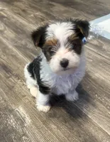 Mae Mae, a female Yorkshire Terrier for sale in Memphis, TN – 4 of 8