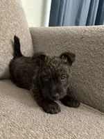 Brindle Girl, a female Scottish Terrier for sale in Placerville, CA – 2 of 2