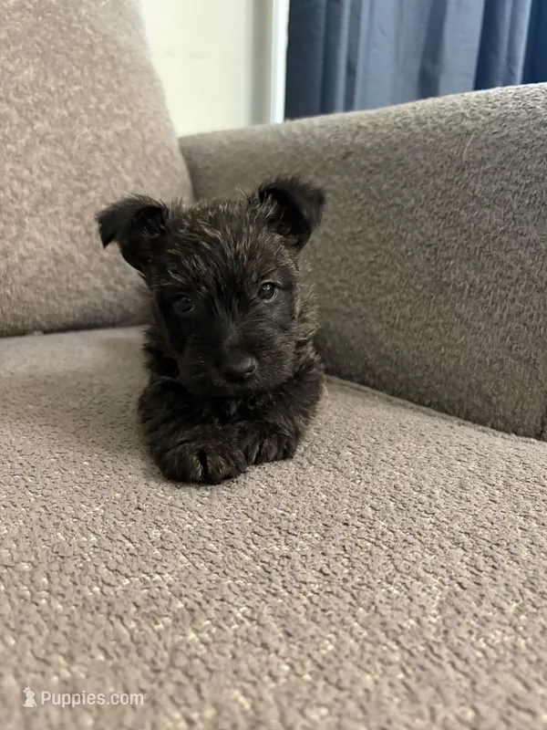Brindle Girl – Scottish Terrier puppy for sale in Placerville, CA