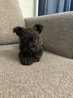 Brindle Girl, a female Scottish Terrier for sale in Placerville, CA – 1 of 2
