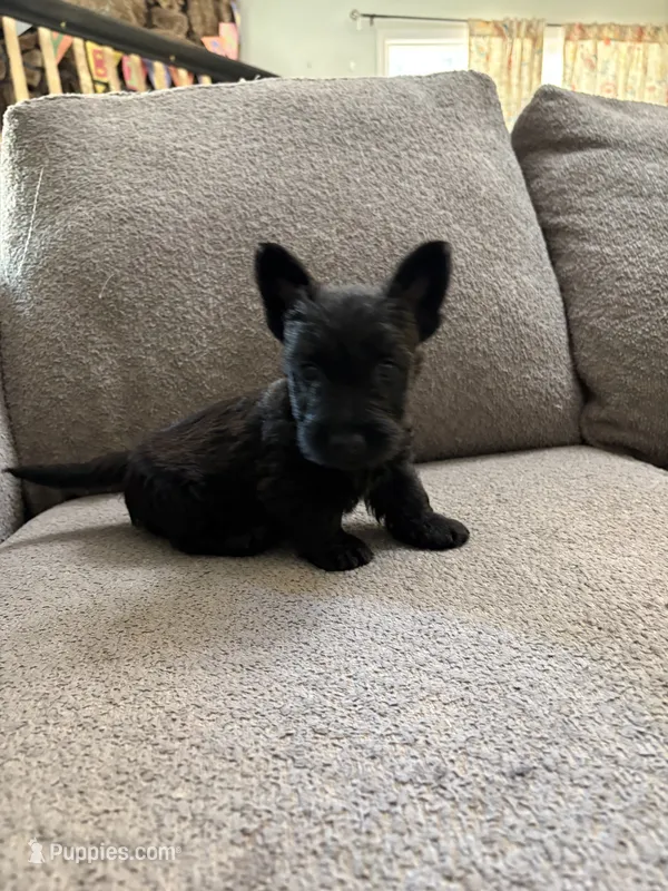 Brindle Boy  – Scottish Terrier puppy for sale in Placerville, CA