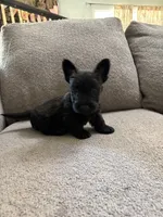 Brindle Boy , a male Scottish Terrier for sale in Placerville, CA – 1 of 2