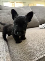 Brindle Boy , a male Scottish Terrier for sale in Placerville, CA – 2 of 2