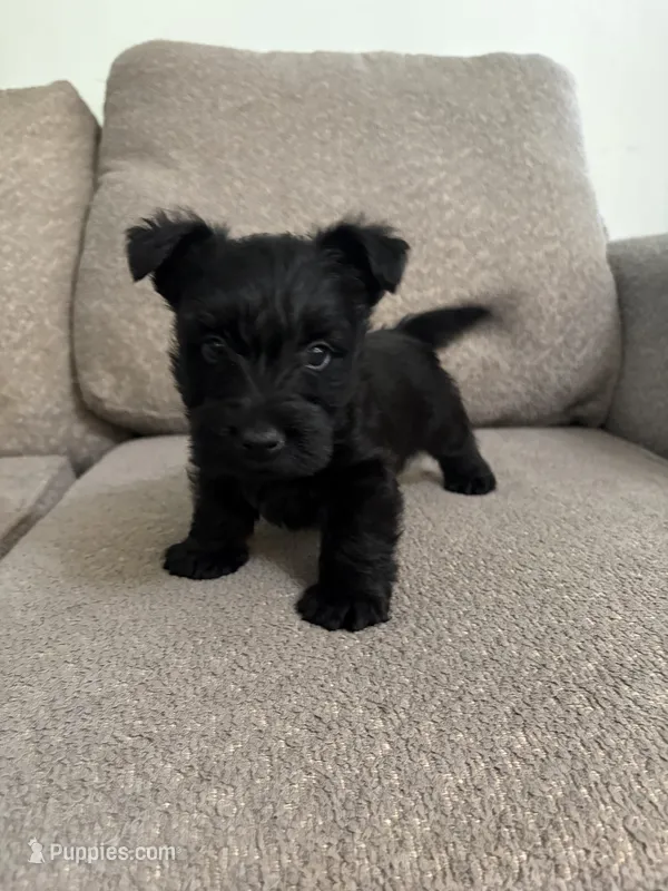 All Black Boy  – Scottish Terrier puppy for sale in Placerville, CA